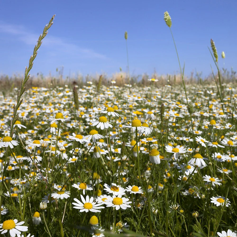 Greek Organic Chamomile - 19.5g - Symbeeosis - Image 6