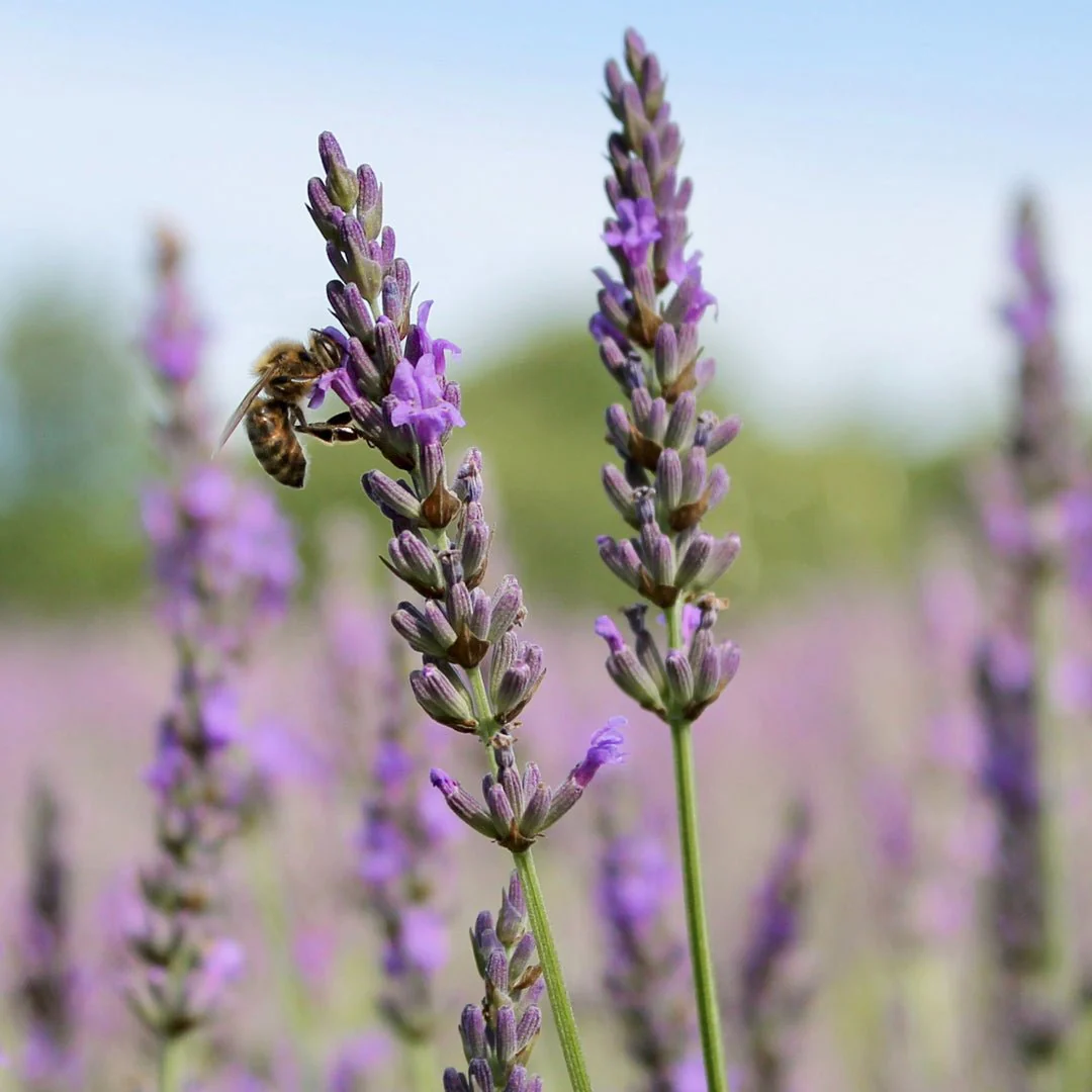 Greek Organic Mountain Tea and Lavender - 19.5g - Symbeeosis - Image 3