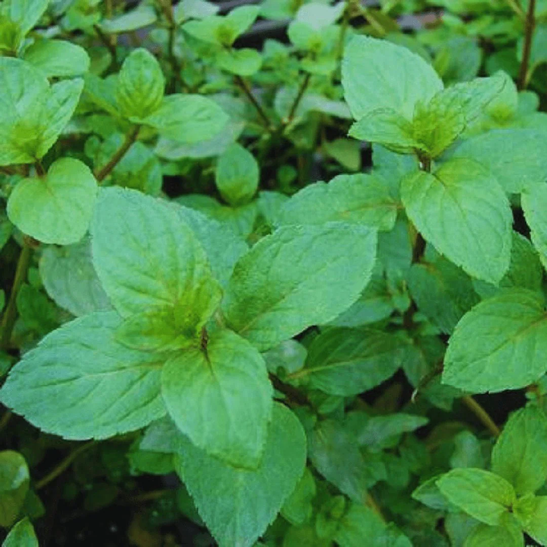 Greek Organic Mountain Tea and Mint - 19.5g - Symbeeosis - Image 3