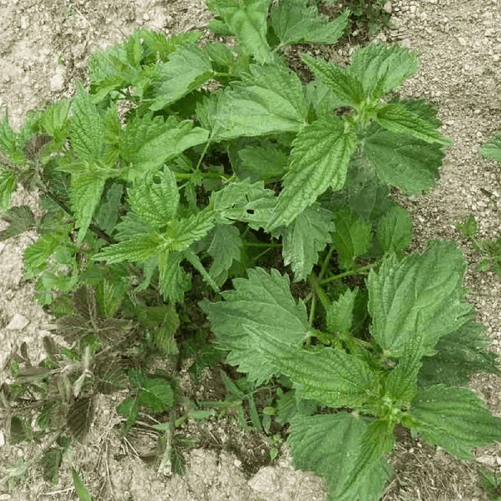 Greek Organic Nettle - 19.5g - Symbeeosis - Image 3